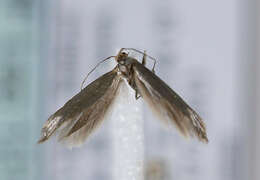 Image of Argyresthia amiantella Zeller 1847