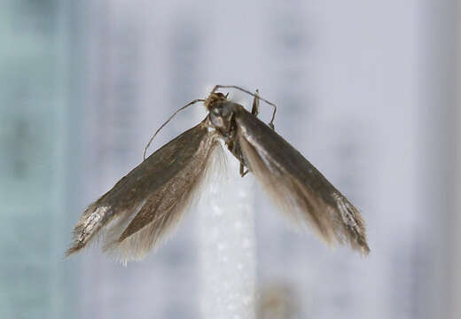 Imagem de Argyresthia amiantella Zeller 1847