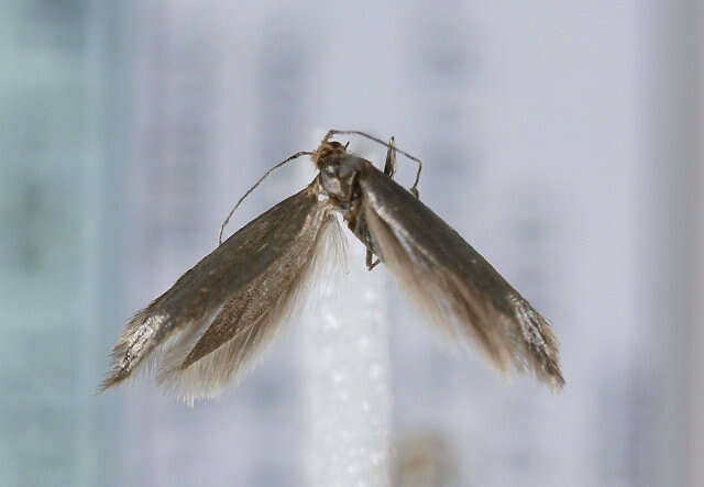 Image of Argyresthia amiantella Zeller 1847