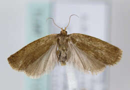 Image of summer fruit tortrix