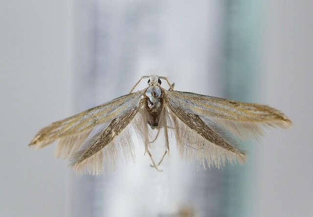 Image of Coleophora currucipennella Zeller 1839