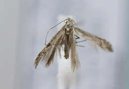 Image of Hazel Slender