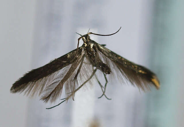 Image of <i>Coleophora alcyonipennella</i>