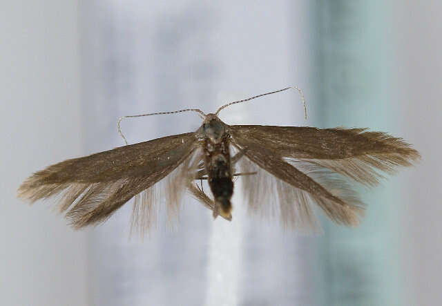 Imagem de Coleophora orbitella Zeller 1849