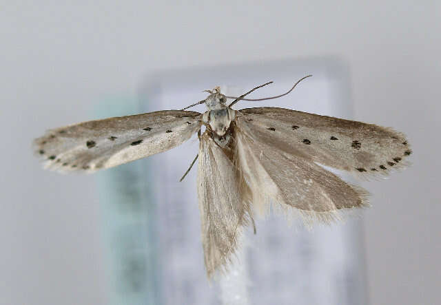 Image of Ethmia terminella Fletcher 1938