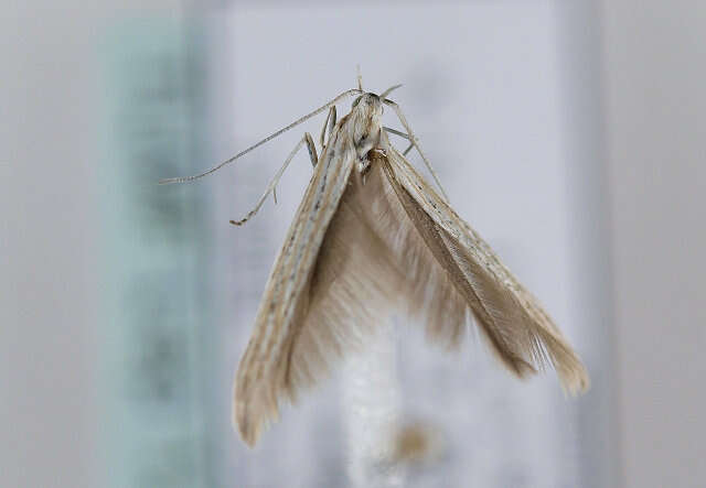 Image of Coleophora silenella Herrich-Schäffer 1855