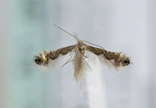 Image of Phyllonorycter strigulatella (Zeller 1846)