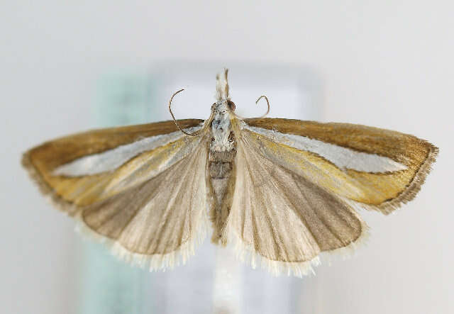 Image of <i>Catoptria margaritella</i>