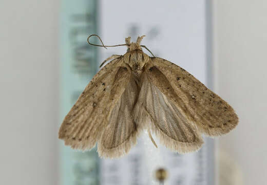 Image of <i>Agonopterix hippomarathri</i>