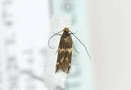 Image of Wine moth