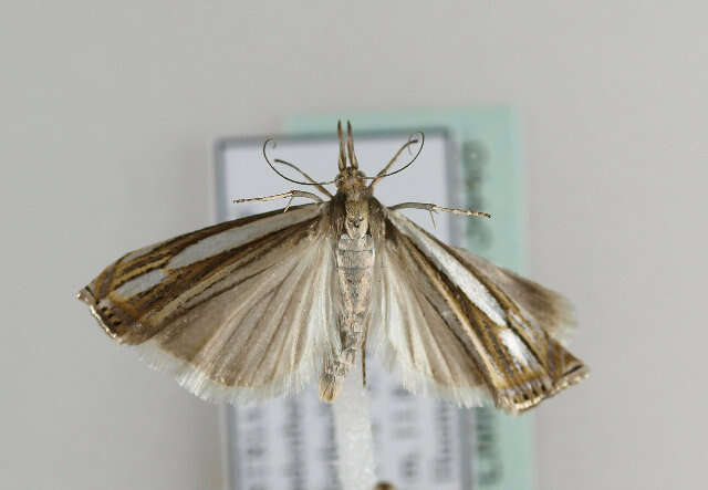 Crambus silvella Hübner (1810) resmi