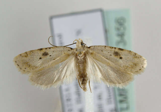 Image of Agonopterix petasitis Standfuss 1851