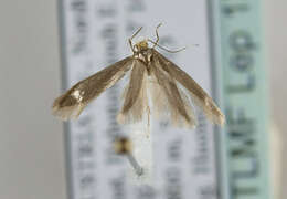 Imagem de Argyresthia laevigatella Herrich-Schäffer 1855