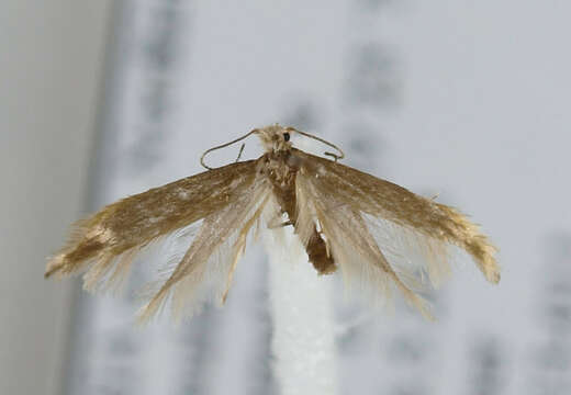 Image of Argyresthia praecocella Zeller 1839