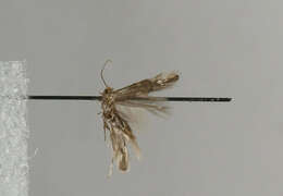 صورة Phyllonorycter deschkai Triberti 2007