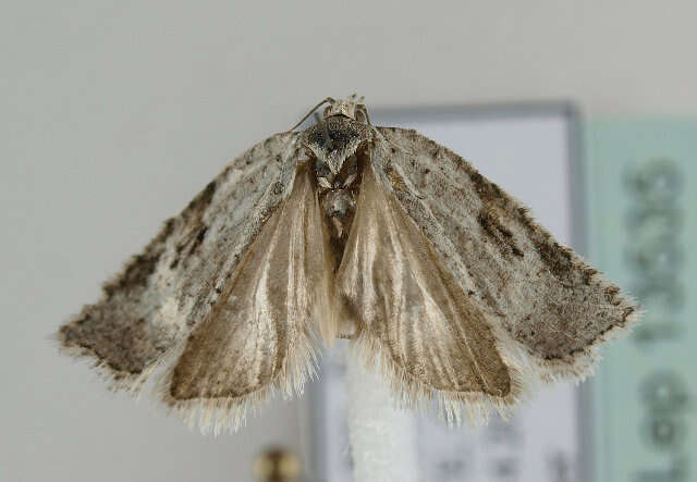 Слика од <i>Acleris kochiella</i>