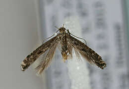 Image of Hawthorn Slender