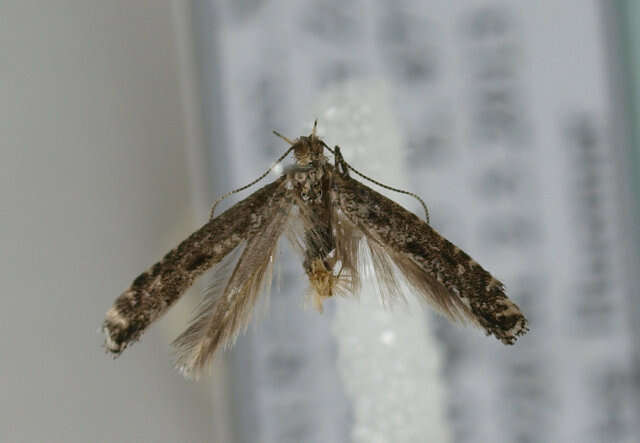 Image of Hawthorn Slender