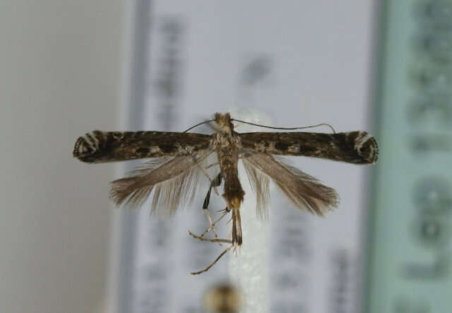 Image of Parornix