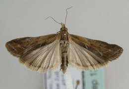 Ancylosis cinnamomella Duponchel 1836 resmi