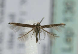 Image of apple leaf miner