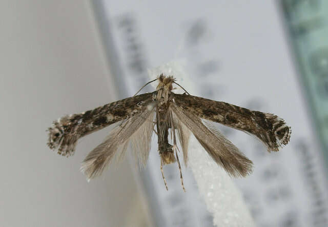 Image of Blackthorn Slender