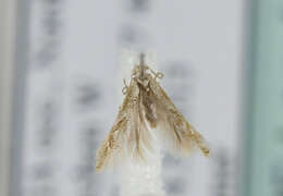 Image of <i>Bucculatrix bechsteinella</i>