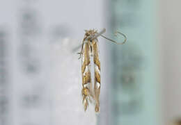 Image of Phyllonorycter deschkai Triberti 2007
