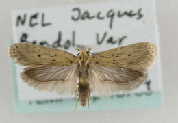 Image de Agonopterix nodiflorella Milliére 1867