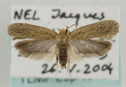 Image de Agonopterix nodiflorella Milliére 1867