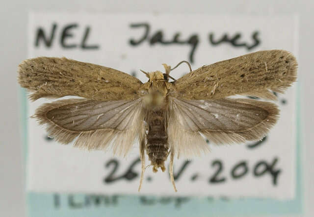 Image de Agonopterix nodiflorella Milliére 1867