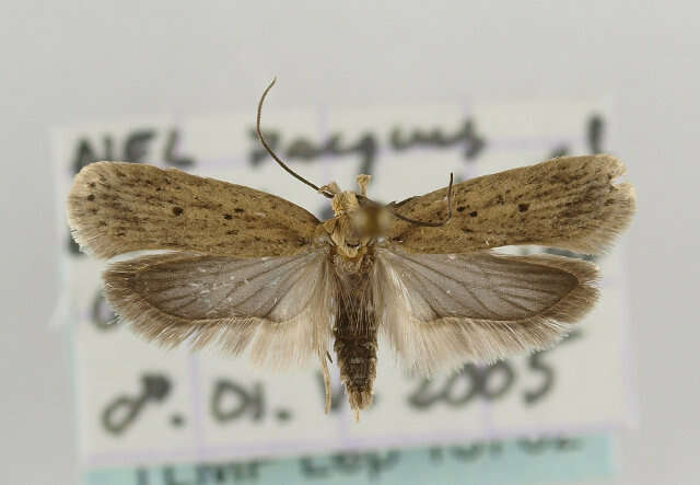 Image de Agonopterix nodiflorella Milliére 1867