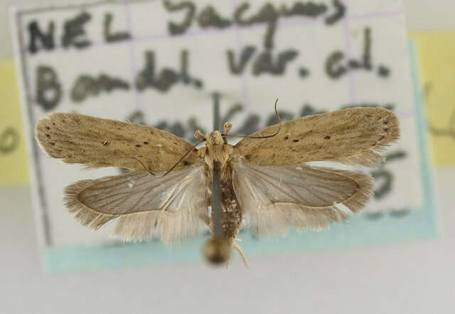 Image de Agonopterix nodiflorella Milliére 1867