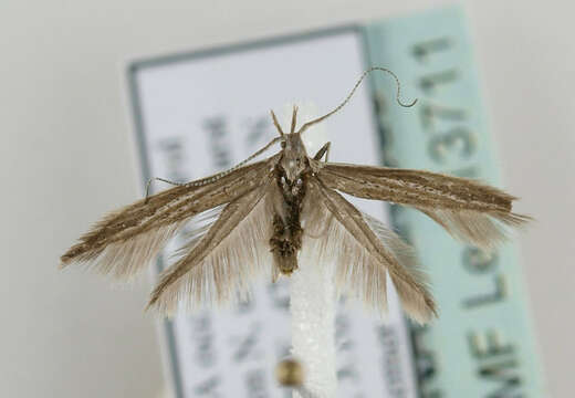 Image of Coleophora directella Zeller 1849