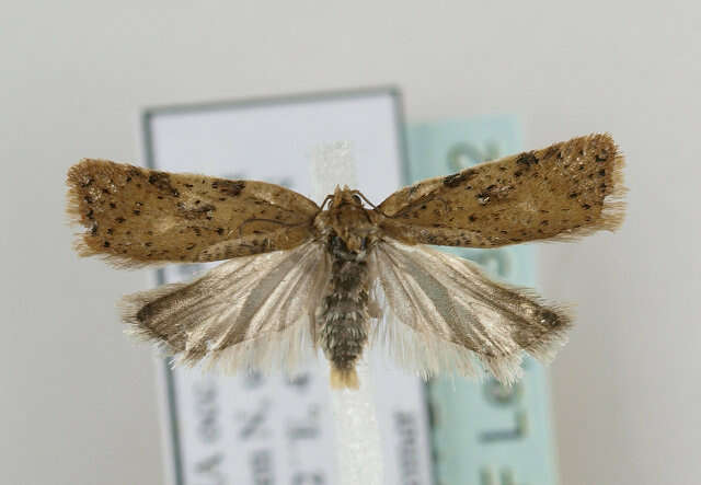 Image of Acleris notana Donovan 1806