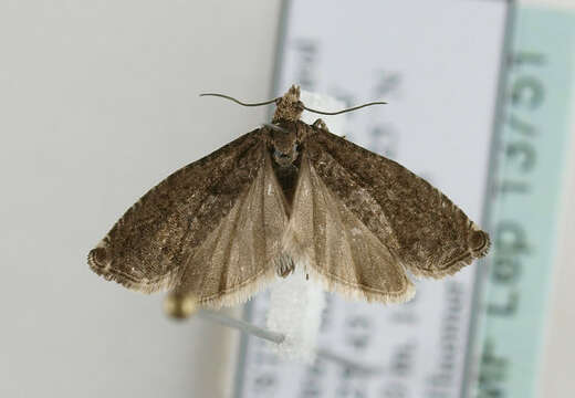 Image of square-barred bell moth