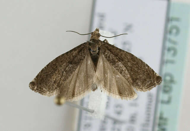 Image of square-barred bell moth