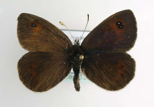 صورة Erebia cassioides Esper 1790