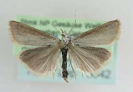 صورة Catoptria