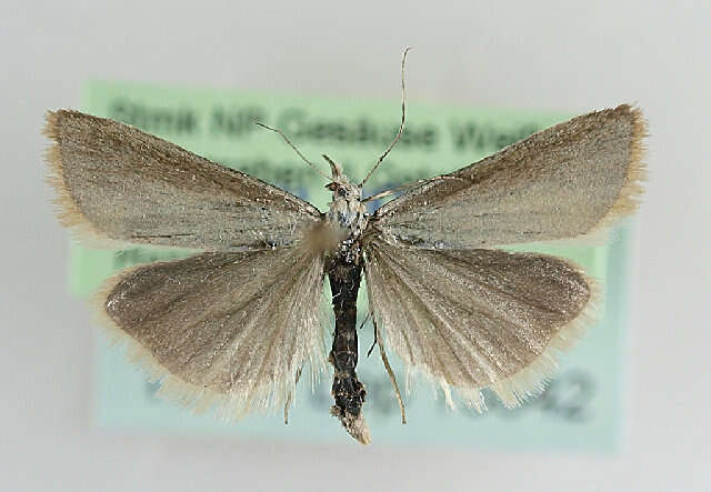 صورة Catoptria