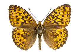 Sivun <i>Argynnis niobe</i> kuva