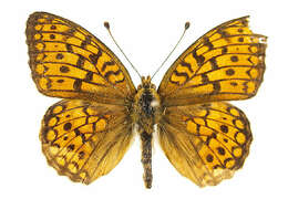 Sivun <i>Argynnis niobe</i> kuva