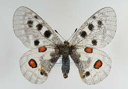 Image of Apollo Butterfly