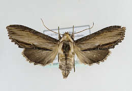 Image of <i>Shargacucullia scrophulariae</i>