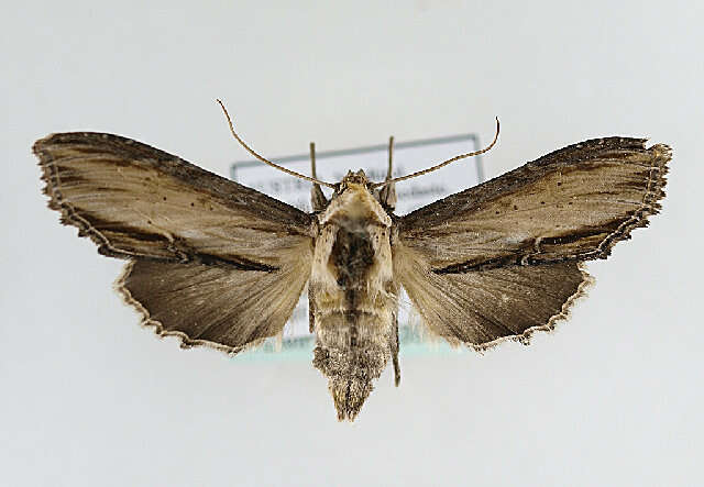 Image of <i>Shargacucullia scrophulariae</i>