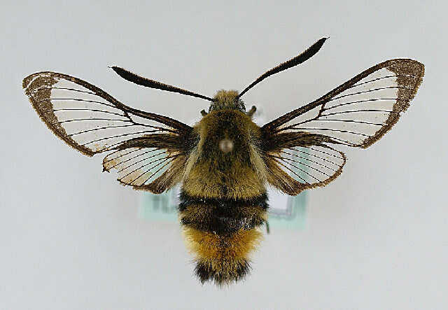 Imagem de Hemaris tityus (Linnaeus 1758)