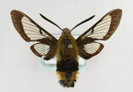 Image of broad-bordered bee hawk-moth