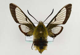 Image of broad-bordered bee hawk-moth