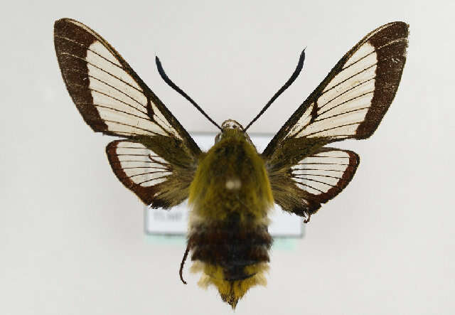 Image of broad-bordered bee hawk-moth