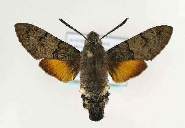 Image of humming-bird hawk moth